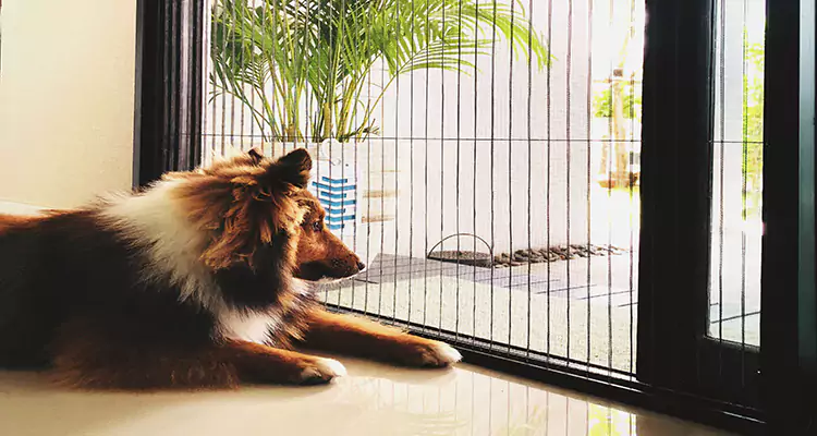 Sliding Screen Pet Door Repair in San Pablo, CA