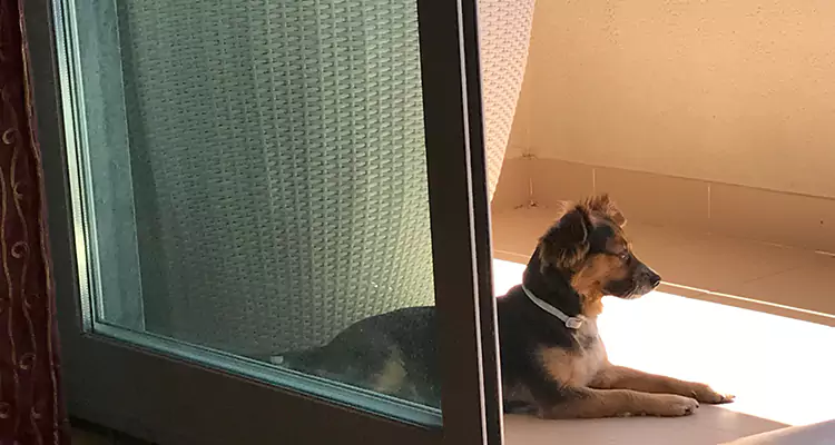 French Door Pet Screen Repair in San Pablo, CA